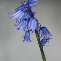 Spanish Bluebell
